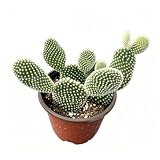 Live Cactus Opuntia microdasys albata Bunny Ears, 4" Potted Cacti Plant