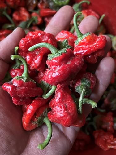 Leaning Tree Micro-Farm Naturally Dried Scotch Bonnet Peppers - Red - 1 Oz. Resealable Mylar Bag - Image 6