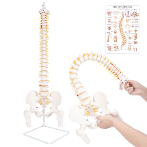 Image of Life Size Posable Skeleton for Anatomy, Human Skeleton Bones Full Size Skeleton Model PVC Anatomy Skeleton Model W /Rolling Stand for Study Display (34.6 inch Spine Model)