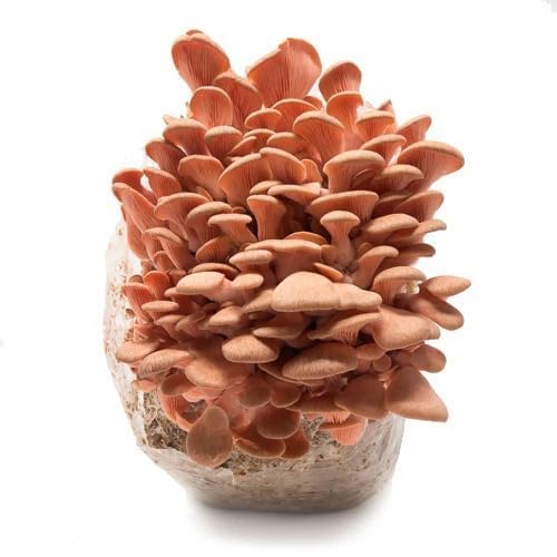 Pink Oyster Mushroom Spawn,(200Gm) High Yield for Home Growing & Farming, Fast Colonizing, Ideal for Straw, Sawdust & Organic Substrates-image-41