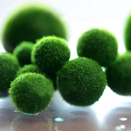  Cladophora Aegagropila (Marimo) [Ø2-4 cm]