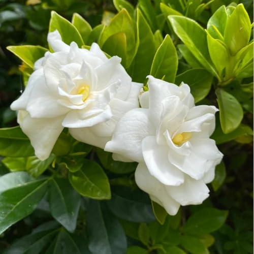 200 Gardenia Seeds (Gardenia Jasminoides) Non-GMO Perennial Evergreen Highly Fragrant Pure White Blooms for Home Garden Pots Borders