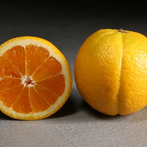 Golden State Fruit Gourmet Abundance Basket