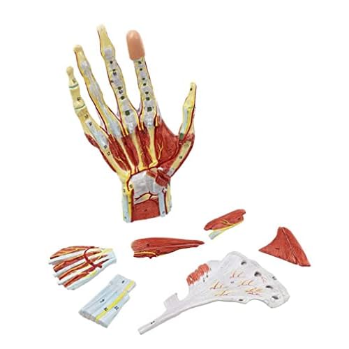7-teiliges anatomisches Handmodell, anatomisches Handmodell, Bänder, lebensgroßes Handskelett, beschriftete Handmuskelmo