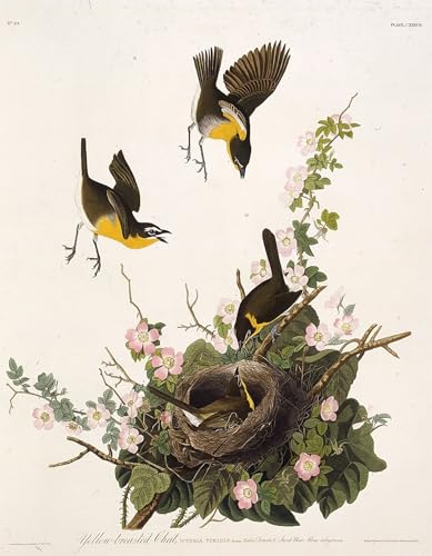 Cuadro famoso de pájaros de América de John Audubon en lienzo de 60x90cm para pared