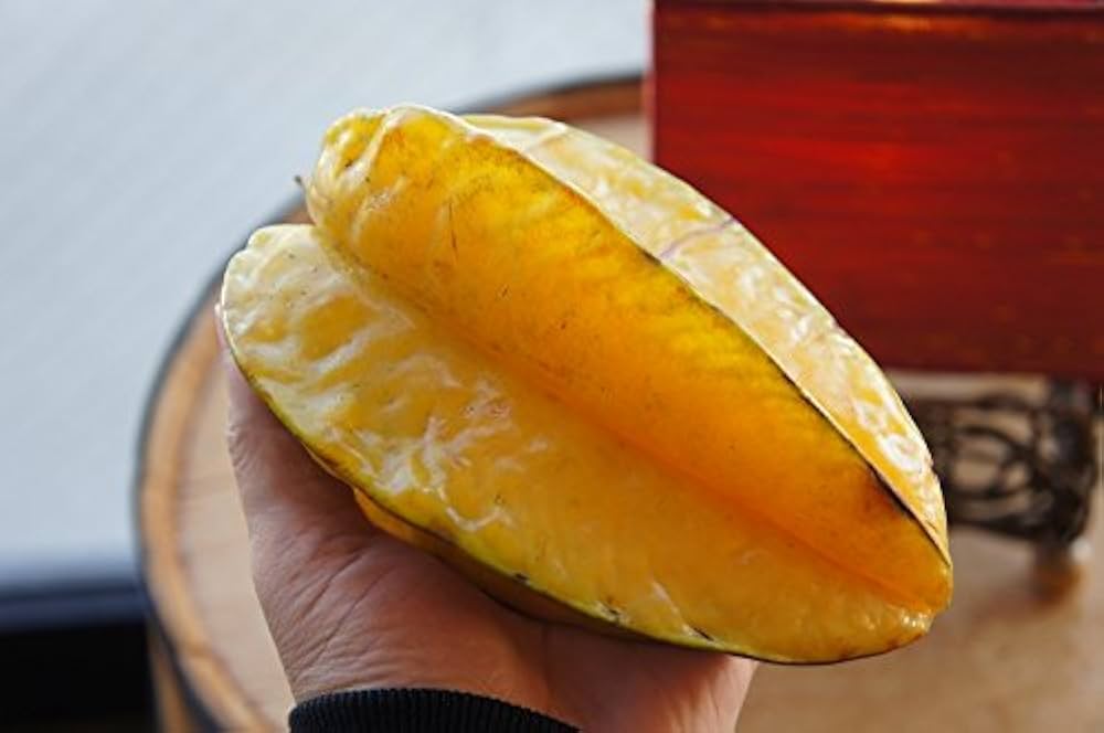 スターフルーツ 接木苗 開花中 五斂子（ごれんし）大実品種 スターフルーツ 接木苗 開花中 五斂子（ごれんし）大実品種