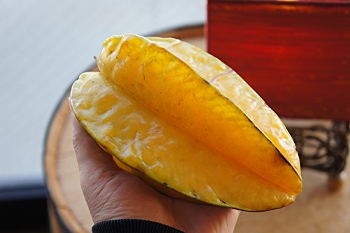 スターフルーツ 接木苗 開花中 五斂子（ごれんし）大実品種 Amazon | スターフルーツ 苗 【ゴレンシ：五斂子 ハニージャンボ