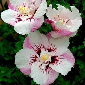 || HybridHibiscus; Double Petal Flower Live Plants || WITH POTS || > Mondal Plant Nursary || (B0CCSPSKM8) Amazon Price History, Amazon Price Tracker