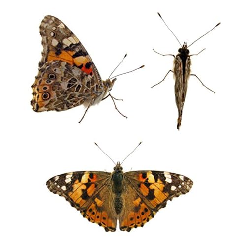 32 Live Caterpillars Shipped Now: Butterfly Kit Refill for School Sized Kit with Extra Larva Rearing Supplies and 32 Little Cups by Nature Gift Store