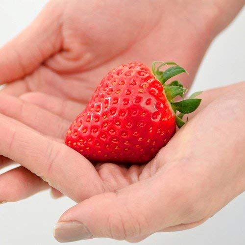 イチオクノホシ様❣️お取置き専用ページ Amazon.co.jp: 北山ナーセリーの苺 よつぼしの苗 3苗セット 9cmポット