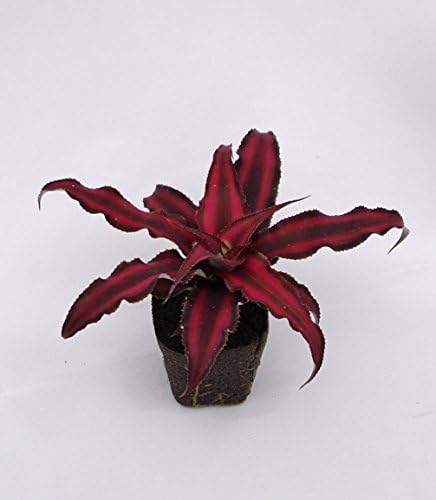 Amazon Co Jp 壁掛け観葉植物ミドリエ用交換苗 クリプタンサス レッド サントリー トヨタの新提案 絵を飾るようにみどりを飾る ホーム キッチン Amazon Co Jp 壁掛け観葉植物ミドリエ用交換苗 クリプタンサス レッド サントリー トヨタの新提案 絵を飾るようにみどりを飾る ホーム キッチン