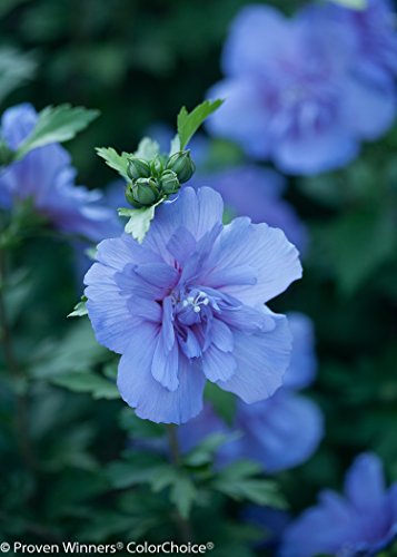 1 Gal. Blue Chiffon Rose of Sharon (Hibiscus) Live Shrub, Blue Flowers - Thumbnail 3