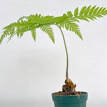 KDです。ゴールデンチャウチャウ（大）希少/タカワラビ/キンモウコウ 5号 タカワラビ：ゴールデンチャウチャウ（キンモウコウ） 5号鉢植え