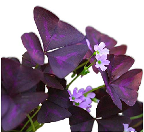 Trébol de la Fortuna Hierba Natural de Exterior de Hojas moradas