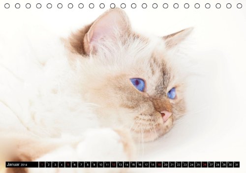 Rassekatzen (Tischkalender 2014 DIN A5 quer): Wunderschöne und liebenswürdige Samtpfoten (Tischkalender, 14 Seiten)