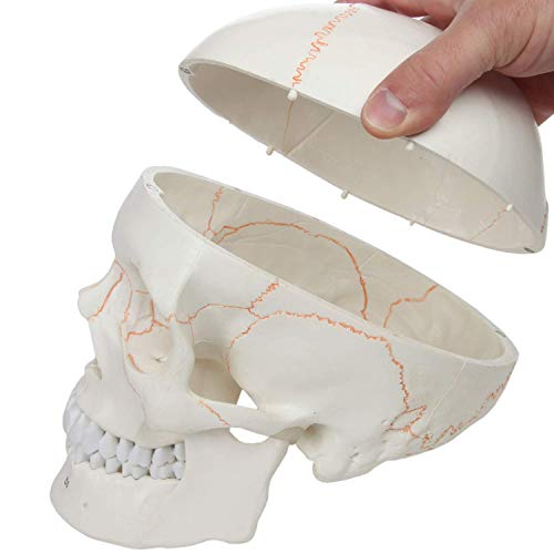 Axis Scientific Numbered Human Skull Model Bundle, 3 Part Life Size Replica, Removable Calvarium (Skull Cap), Mandible (Jaw) And 55 Numbered Features, Includes Detailed Study Guide #TOP2