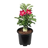 Pink Desert Rose Plant Live Succulent, 1 Gal Grower Pot, Adenium Desert Rose Plant Live Indoor Houseplants & Outdoor Succulents, Easy Care Flowering Plants by Plants for Pets