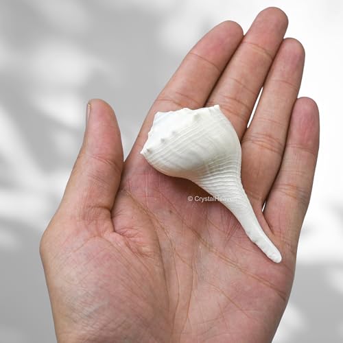 Image of Certified Dakshinavarti Shankh Original - 2 Inches Large Sankha for Puja Shell for Rituals and Decor - Authentic Dakshinavarti Shankh for Sacred Ceremonies Conch Sea Shell
