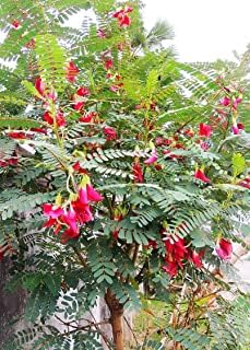 SM Exports Spinach Agathi Keerai (Tamil), August Tree, Humming Bird Tree– (50 Seeds) Pack Of : (01) (B092MYMTS2) Amazon Price History, Amazon Price Tracker