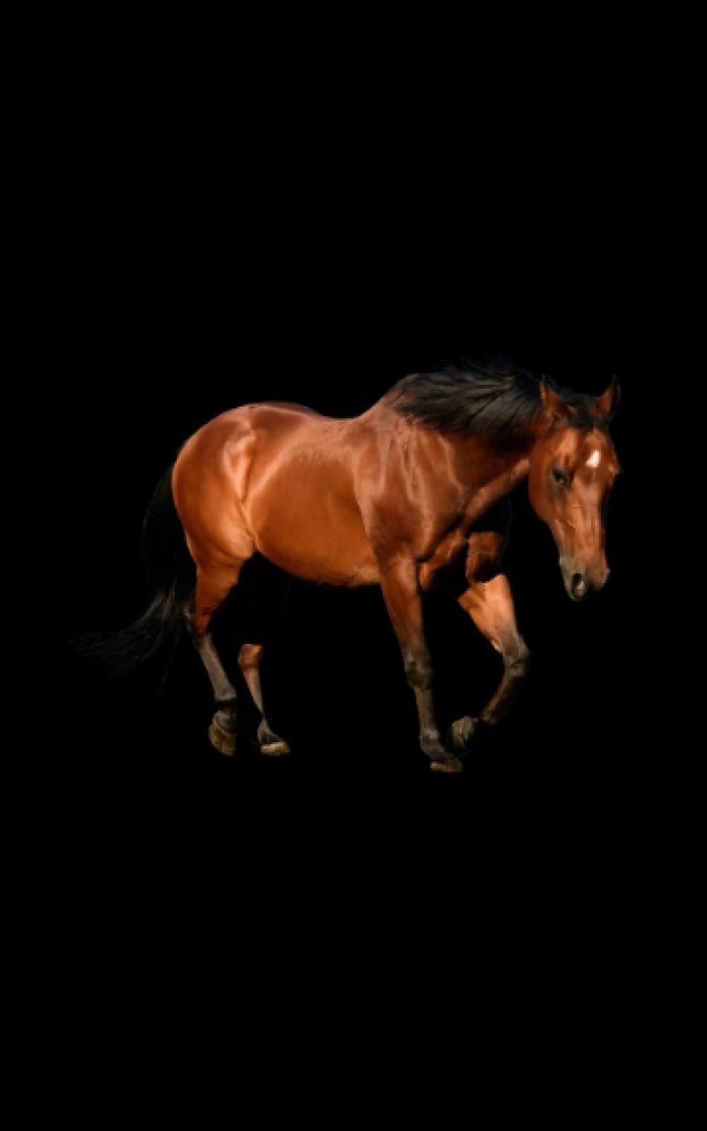 Horse lovers notebook