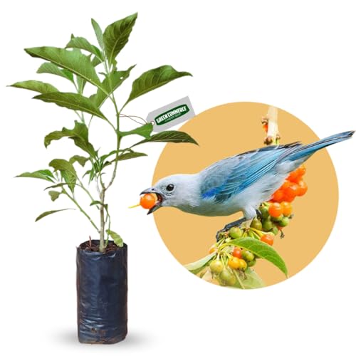 Muda de Fruta do Sabiá Para Atrair Pássaros Amarelo