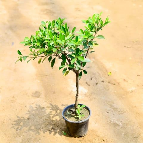 Bedroom Plants Ficus Microcarpa Bonsai in 6 Inch Nursery Pot-picture-10