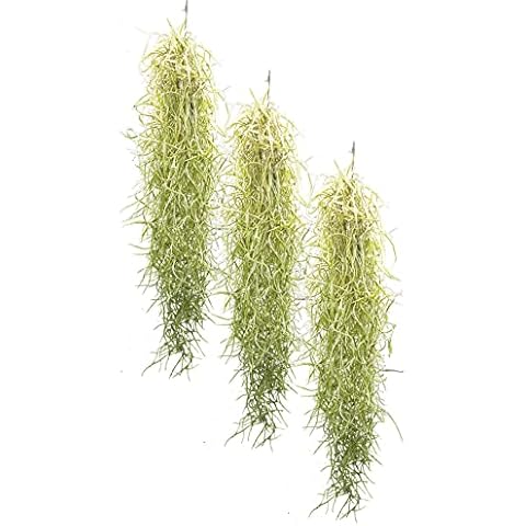 Set of 3 Tillandsia usneoides, Air Plants Cover