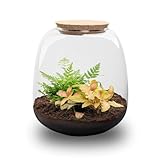 Exotenherz Flaschengarten "Kleine Emma" - DIY-Pflanzenterrarium - 20cm hoch - mit Fittonia Ruby Lime