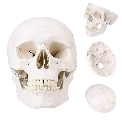 image for SKUMOD Life Size Human Head Skull Medical Model, Anatomical Skull Mode