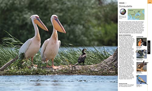 Vögel: Die große Bild-Enzyklopädie mit über 1200 Arten und 5000 Abbildungen – vue 9
