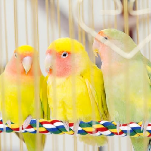 Image of Cotton Rope Bird Perch for Parrots, 0.7 Inch Bendable Climbing Rope Perch for Bird Cage, Colorful Bungee Toys for Parakeets Cockatiels Lovebirds Budgies, 2 Pack with Stainless Stee