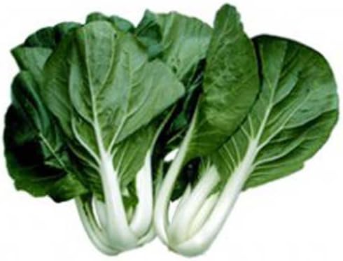 Cabbage Pak Choi White Stem Great Heirloom Vegetable by Seed Kingdom Bulk 1 Lb Seeds