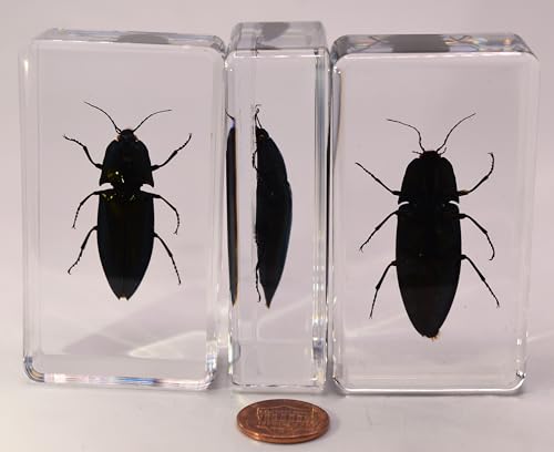 Image of 2.9 inch Real Snapping Jewel Beetle in Crystal Clear Lucite Resin Specimen Preserved Insect Taxidermy Collection for Biology Science Education & Desk Ornament Display Supplies Decor Paperweight
