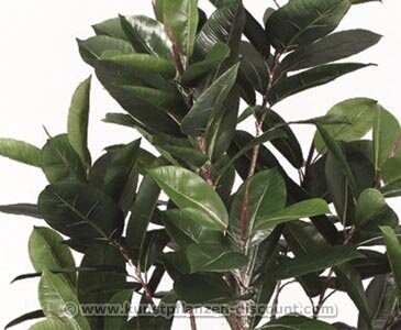 portugiesischer kirschlorbeer kaufen 120 cm Portugiesischer Kirschlorbeer Angustifolia Höhe 140-160 cm Ballenware main image 1