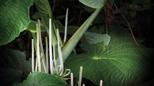 Asklepios-seeds | Piper auritum, 50 Seeds, Hoja Santa, Mexican pepperleaf