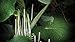 Asklepios-seeds | Piper auritum, 50 seeds, Hoja Santa, Mexican pepperleaf