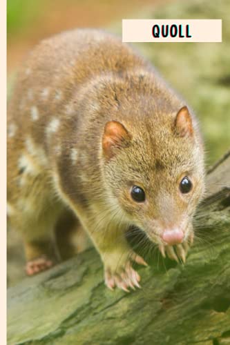 Quoll: Composition Notebook For Quoll Lovers ,