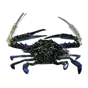 海洋堂カプセルQミュージアム　日本カニ大全　まとめ売り10点 Amazon | 海洋堂 カプセルQ ミュージアム 日本カニ大全 タイワン