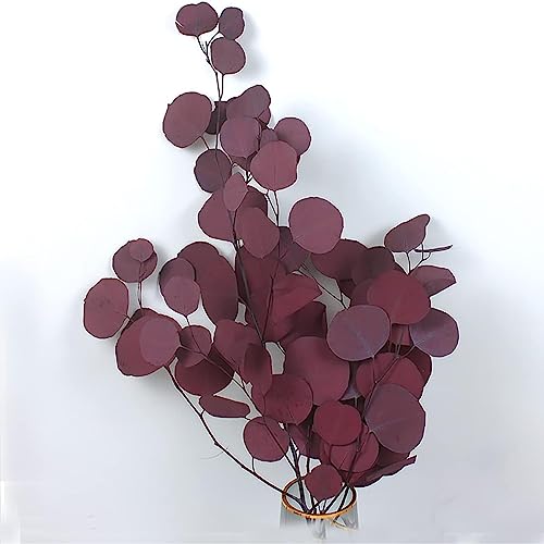 KOKITS Rami di Eucalipto Reali Essiccati,Foglie di Eucalipto Naturali,Fiori Secchi Rossi e 40-43 cm Decorazione di Fiori Secchi Lunghi,Fiori Secchi,Vaso Mazzo Secco,Decorazione Boho (Rosso)