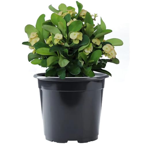 American Plant Exchange Live Crown of Thorns 'Yellow' – 6-Inch