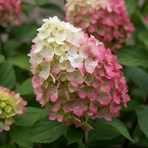 Cóctel de Colores (3 plantas) Hortensias Paniculata resistentes al invierno, auténticas plantas de jardín de hortensia de Holanda, perennes para macetas y balcones