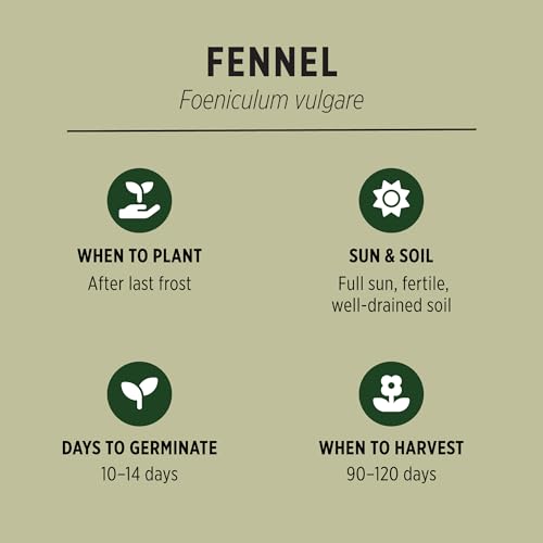 Banyan Botanicals Organic Fennel Seeds – Foeniculum Vulgaris – Grow in Your Home Garden for Fennel Bulb and Seeds – Open Pollinated Non-GMO Easy to Grow - Thumbnail 2