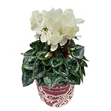 花のギフト社 シクラメン ギフト プレゼント 花 鉢植え 鉢花 誕生日 5号鉢 黄 ゴールデンボーイ