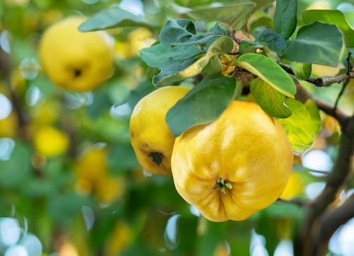 20 Common Culinary Quince Fruit Tree Cydonia Oblonga Flowering Shrub Seeds