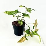 Rare Syngonium Red Spot Tricolor Live Plant – Variegated Pink Green Leaves – Easy Indoor Houseplant Starter – Perfect Living Gift for Plant Lovers & Home Office Decor (Heat Pack Included)