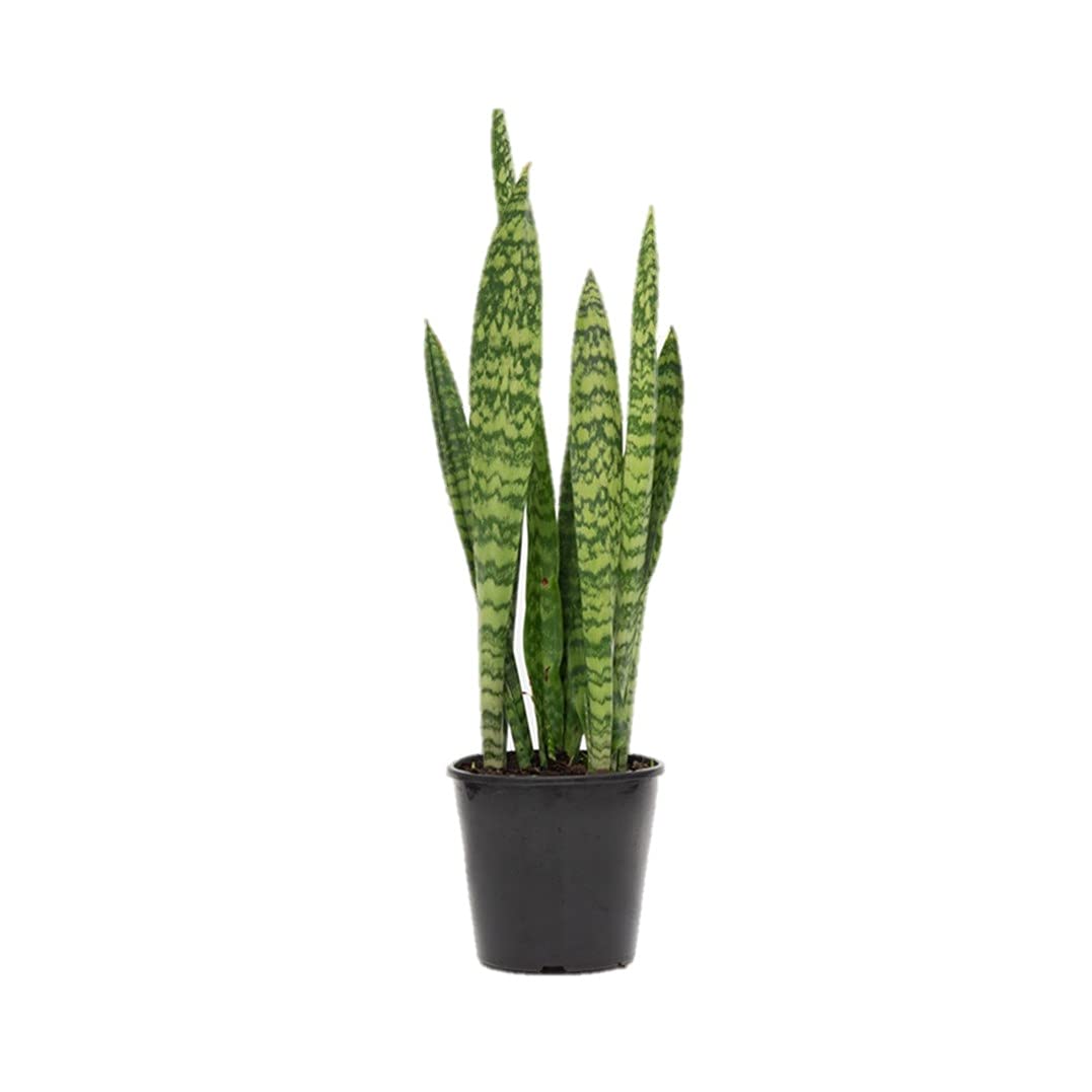 Organic Black Snake Plant Live in Black Plastic Pot Sansevieria