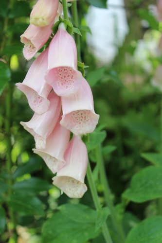 Pink Foxglove Digitalis Seeds image