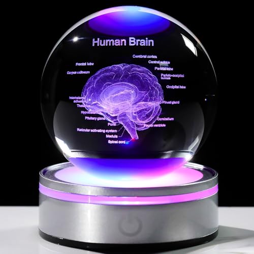 Image of Arikyrist Crystal 3D Human Brain Figurine 3.15 in. Ball Gifts for Him Her | Human Brain Anatomical Mini Model, Colorful Light Base, for Neurologist Doctor Pharmacist, Graduation Gifts, Medical Students