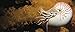 Nautilus: Beautiful Survivor ― 500 Million Years of Evolutionary History
