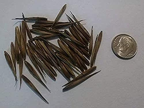 Giant Bamboo Seeds For Planting 100+ Seeds Growing #TOP1